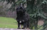 TERRIER DU TIBET 412
